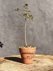 Chinese privet (ligustrum sinense) seedling bonsai material, bareroot