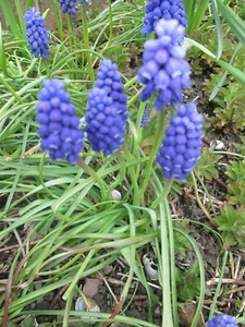 MUSCARI BLUE - BLUE GRAPE HYACINTH - 30 SEEDS - HARDY PERENNIAL - Picture 1 of 8