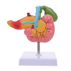  Pathological Model of Gallbladder Anatomy Study Tools Models Human Body
