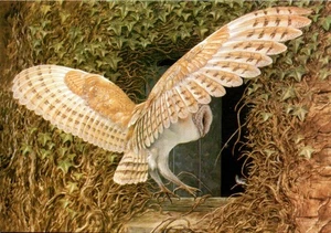 DAVID PERRY MEDICI SOCIETY CONTINENTAL POSTCARD Barn Owl Returning - Picture 1 of 2