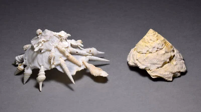 A collection of fossil and recent Xenophora gastropods - Image 1 of 4