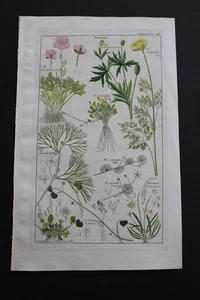 Antiguo botánico, Dietrich, color a mano, 1840, Alemania - Imagen 1 de 1