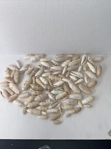 80+ olivfarbene Muscheln Muscheln Basteln aus SW Florida Strände - Bild 1 von 4