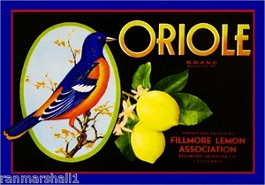Fillmore Ventura County Oriole Vogel Zitrone Zitrus Obstkiste Etikett Kunstdruck - Bild 1 von 1