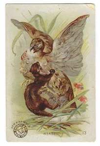 Weasel Arm & Hammer Interesting Animals Card Church & Co #13 c1898 - Picture 1 of 2