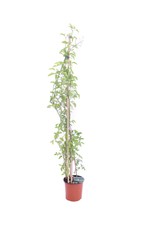 pianta di Gelsomino Trifogliato pianta di Jasminum Azoricum pianta da esterno