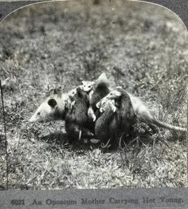 An Opossum Mother Carrying Her Young Animal Series Keystone Stereoview Photo - Picture 1 of 5
