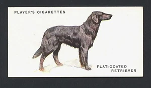 TARJETA DE CIGARRILLO ANTIGUA SERIE PERRO 1931 PLAYERS RECUBIERTO PLANO 1931 #24 - Imagen 1 de 2