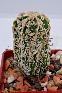 Kakteen – Kaktus – Astrophytum myriostigma fukuryu - etwa 2,5cm kleine Pflanze - Bild 1 von 4