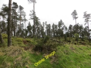 Photo 6x4 Turflundie Wood Glenfoot\/NO1815 Mature pines on knolly ground c2014 - Picture 1 of 1