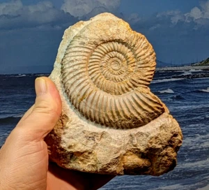Jurassic Ammonite: Parkinsonia sp: Burton Bradstock. 120 x 145mm. 1045 grams - Picture 1 of 11