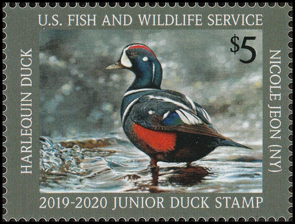 US JDS27 Junior Duck Harlequin $5 single MNH 2019-2020 - Image 1 of 1