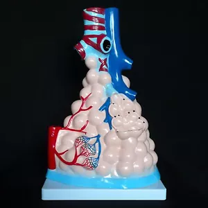Magnified Anatomical Human Pulmonary Alveoli Model - Medical Anatomy - Picture 1 of 2