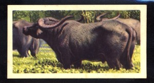 Brooke Bond Asian Wild Life (1962) Indian Buffalo No. 28