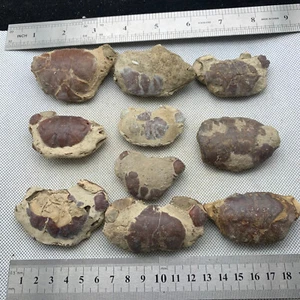 10 Incomplete Crab Fossils from the Jurassic and the Age of Dinosaurs - Picture 1 of 6