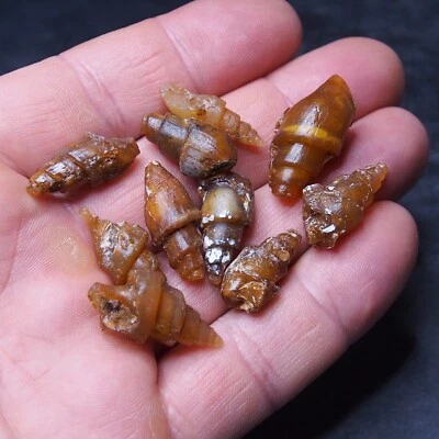 10pcs Gastropod Transparent Fossil Chalcedony mineral Agate Jurassic 23 - Image 1 of 3