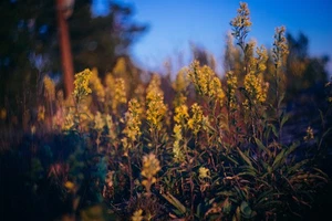 Helios 44-2 58mm f/2 Soviet lens M42 Swirling Bokeh - Picture 1 of 19
