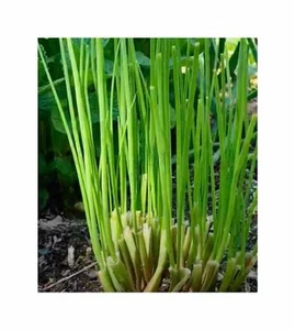 250 Korn Schnittknoblauch Garlic chives Garten Pflanzen - Samen F-S396 - Picture 1 of 6
