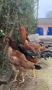 6 RARE BREED 🔥INDIO GIGANTE 🔥 H/E - Picture 1 of 18