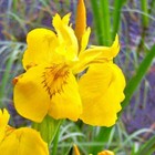 Iris Pseudacorus Giglio Aquatic Plant By Pond Flowering Yellow Biopiscina