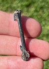 Florida Fossil Bird Bone Avian Rare Pleistocene Age