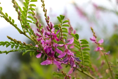 SEEDVILLE USA 50 TRUE INDIGO Dye Indigo Indigofera Tinctoria Pink Purple Sub Shrub Flower Seed