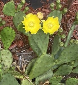 Eastern Prickly Pear Cactus COLD HARDY Opuntia Humifusa Rooted Pad
