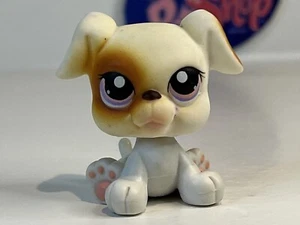 BOXERHUND #84 - Authentische kleinste Haustierhandlung - Hasbro LPS - Bild 1 von 4