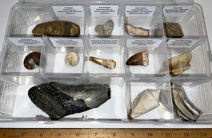 Labeled REAL 12 Fossil Lot Case MEGALODON, SPINOSAUR DINOSAUR TOOTH, TRILOBITE - Picture 1 of 4