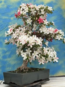 Joe Bonsai Rareza "n" Jap.Satsuki Azalea Cuenco Japón - Imagen 1 de 16