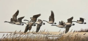 Maynard Reece - Flying Low - Canada Geese - signed limited Lithograph - MINT - Bild 1 von 1