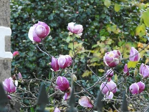 Magnolia Tree Flower Pink 5 Seeds - Picture 1 of 4