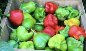 Mad Hatter Sweet Pepper Seeds 10 Organic Seeds - Picture 1 of 3