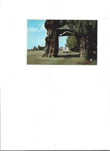 WASHINGTON STATE PC "Giant Cedar Tree on Highway 99"  UNUSED  No Writing  CLEAN - Picture 1 of 3