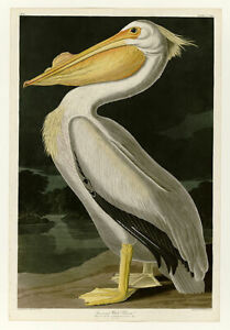 John James Audubon American White Pelican Fine Art Giclee Canvas Print repro