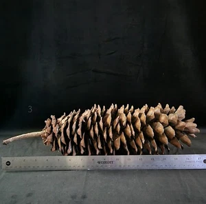 1 piña grande vintage de piña de azúcar del norte de California  - Imagen 1 de 3