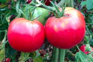 Rose De Berne Tomato Seeds | Heirloom | Organic - Picture 1 of 1