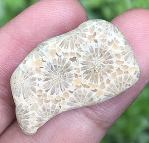 3GR INCREDIBILE FOSSILE DI CORALLO SILICIFICATO NATURALE A FETTA INDONESIANA - Foto 1 di 6