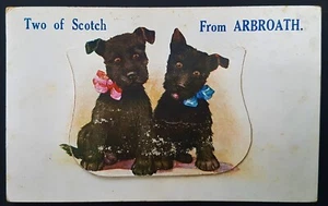 Early ARBROATH Angus Two Scottish Terrier Dog Postcard - Picture 1 of 1