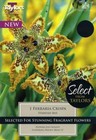 Ferraria Crispa 'Starfish Iris' Pack x 1 Tuber/Rhizome