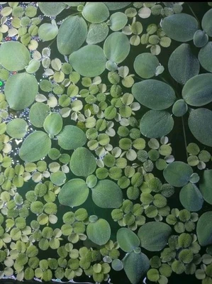 Dwarf Water Lettuce & Water Spangles Aquarium/Pond Plants - Image 1 of 2
