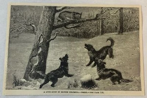 1886 Zeitschriftenstich ~ A LYNX TREED IN BRITISH COLUMBIA - Bild 1 von 1