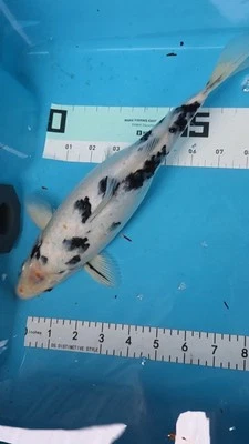 12in Becco Japanese Koi Live Imported KoiGazer - Image 1 of 4