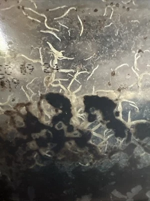 Стартовая культура белых червей здоровая рыба/лягушка/ньют корм - Изображение 1 из 3