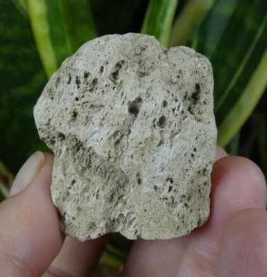 Ponce Roche Volcanique Massif Mont Dore 4.5x4cm France minéral lave pierre reiki - Photo 1/4