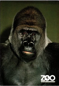 Lowland Gorilla Vintage Postcard Ontario Canada Metro Toronto Zoo - Picture 1 of 2