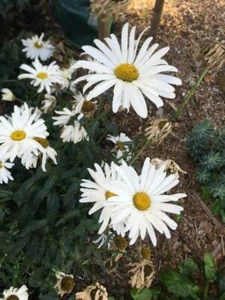 Nipponanthemum nipponicum | Montauk or Nippon Daisy | 50 Seeds - Picture 1 of 8