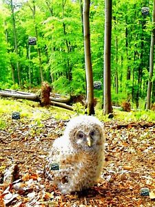 Digital Destkop Art photo virtual gift -  e-product - owl nature - forest bird