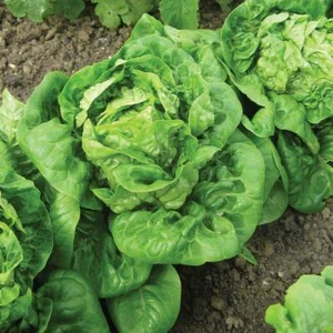 Lettuce Seed Vegetable Garden Plants 'Little Gem Delight' 1 Packet 175 Seeds T&M - Picture 1 of 1