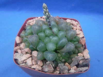 3 plantas suculentas diferentes Haworthia/Gasteria CULTIVADORES PICK BLOWOUT 3" tamaño maceta Foto 1 de 4